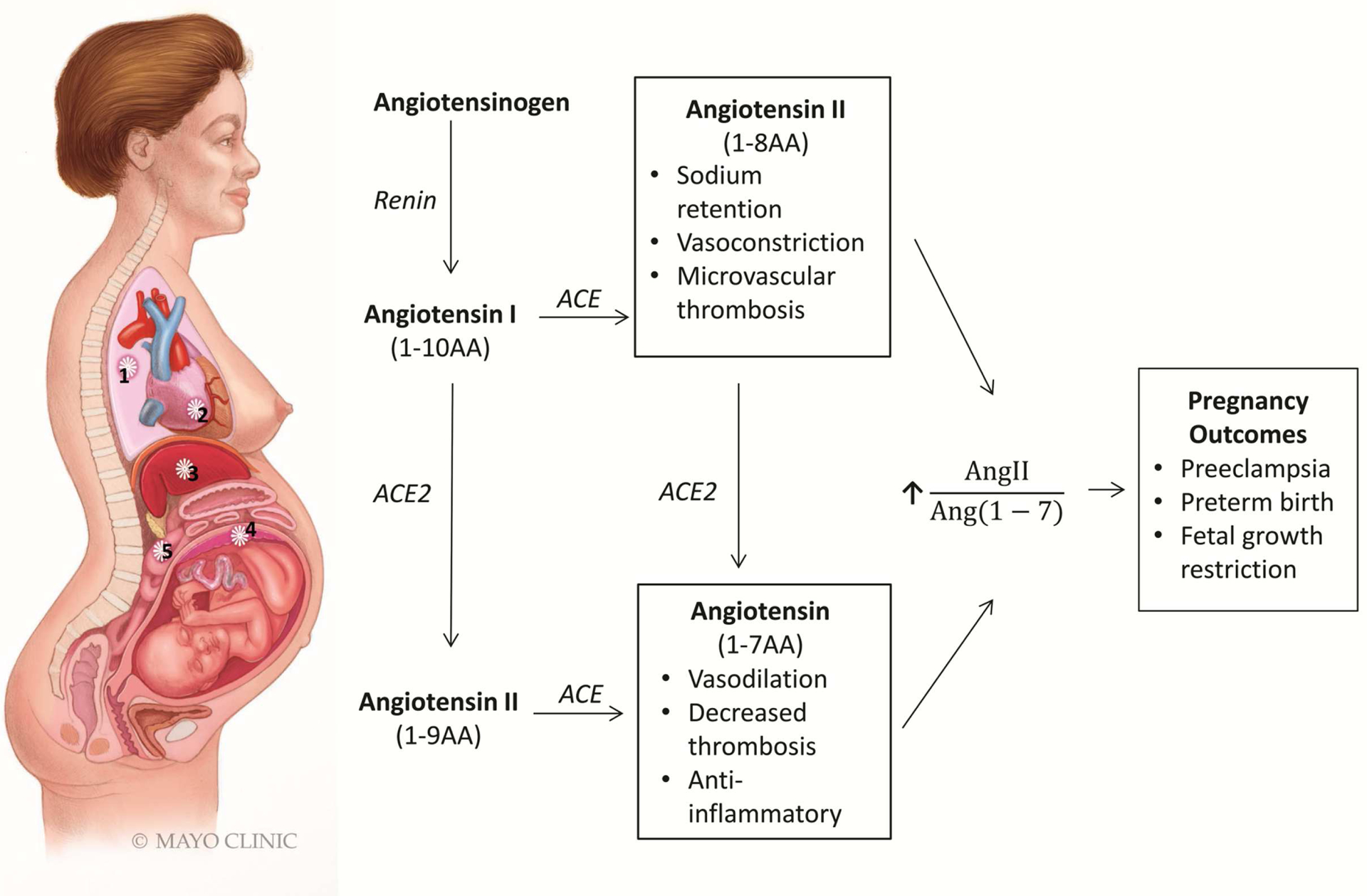 Figure 2: