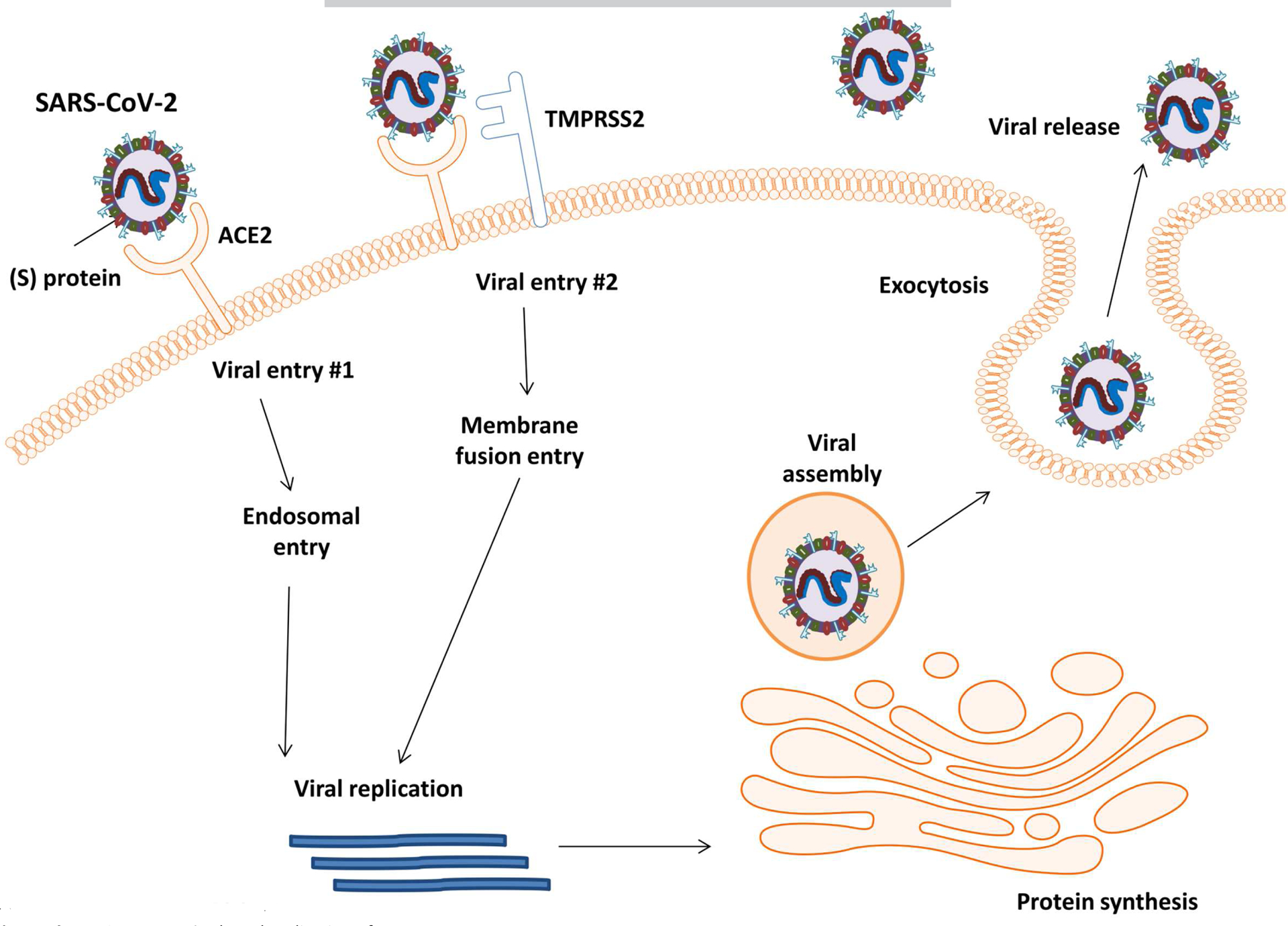 Figure 1b: