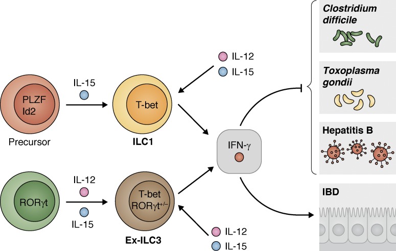 Figure 3.