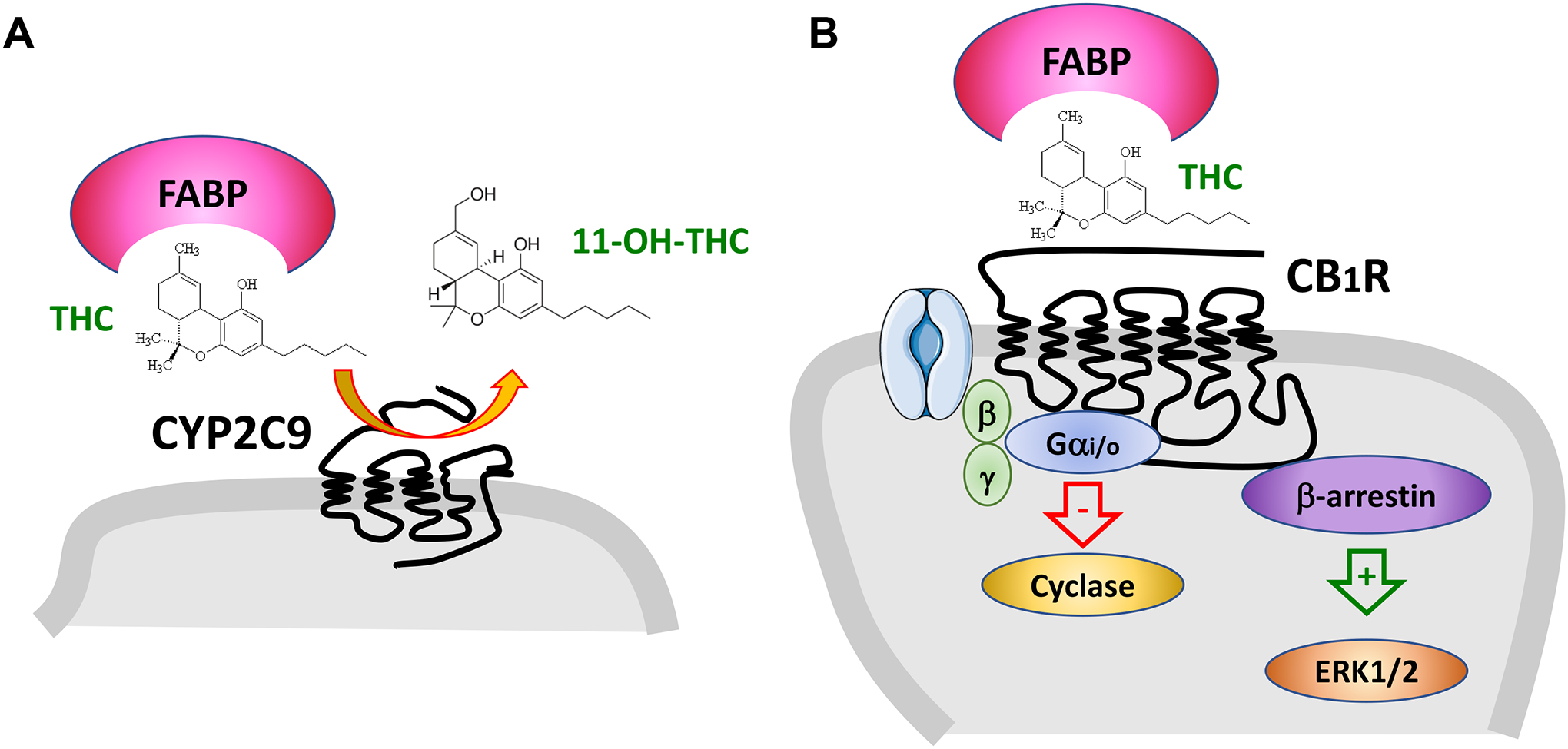 Figure 3: