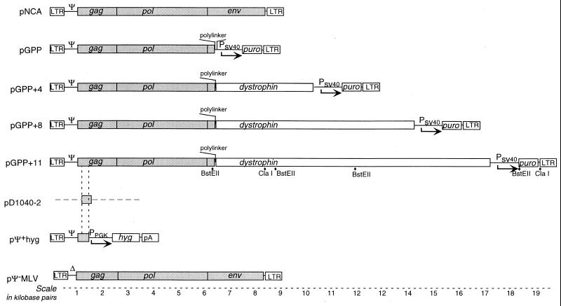 FIG. 1