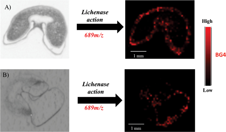 Fig. 2.