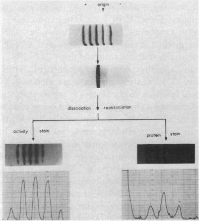 graphic file with name pnas00165-0223-a.jpg