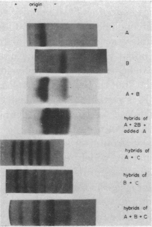 graphic file with name pnas00165-0223-b.jpg