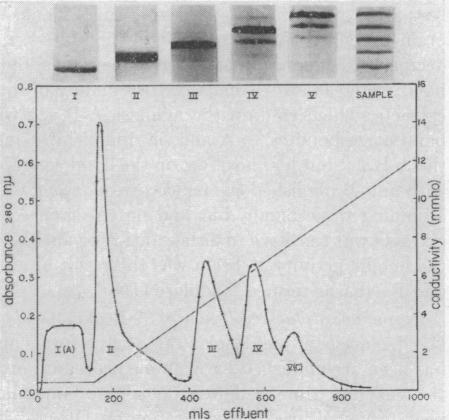 graphic file with name pnas00165-0221-a.jpg