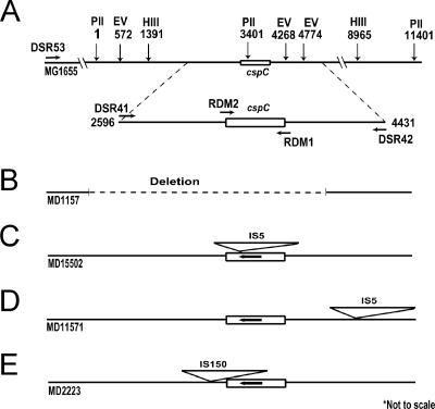 FIG. 1.