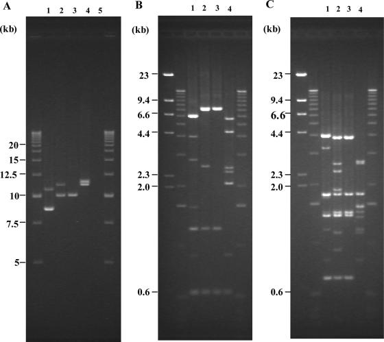 FIG. 2.