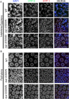 Figure 5—figure supplement 1.