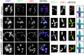 Figure 5—figure supplement 3.