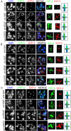 Figure 5—figure supplement 2.