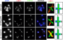Figure 2—figure supplement 4.