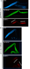 Figure 2—figure supplement 6.