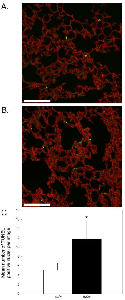 Fig. 11