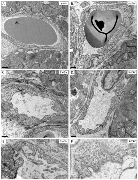 Fig. 12