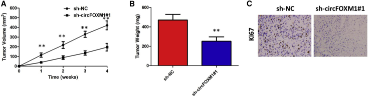 Figure 5