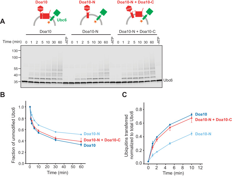 Figure 5—figure supplement 2.