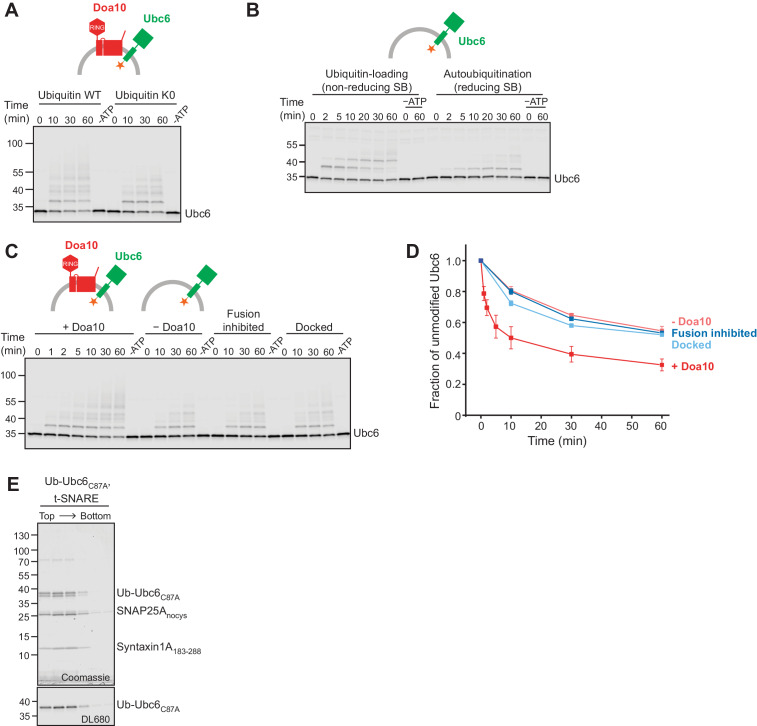 Figure 2—figure supplement 1.