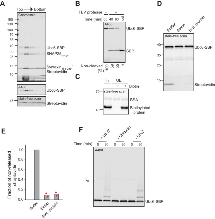 Figure 6—figure supplement 1.