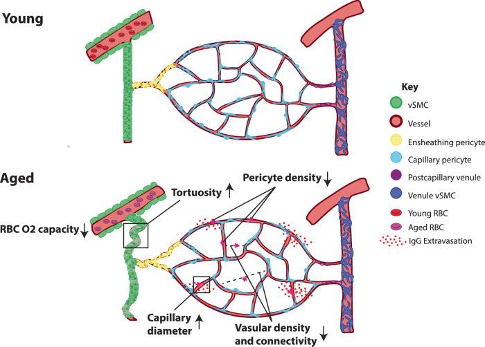 Fig. 8