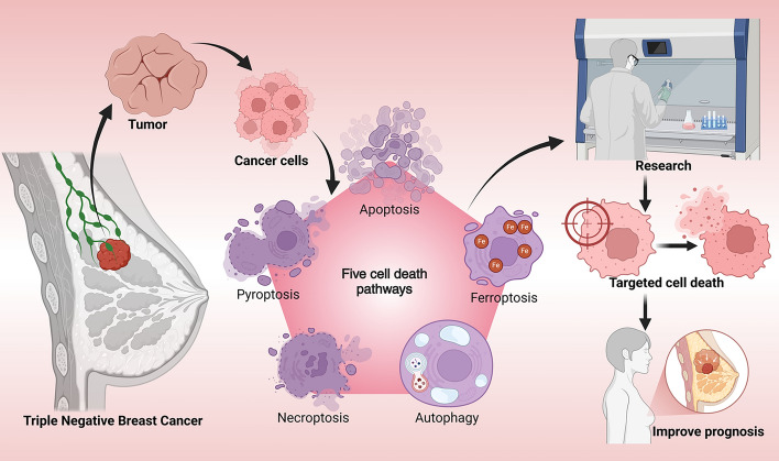 graphic file with name 11658_2025_789_Figa_HTML.jpg