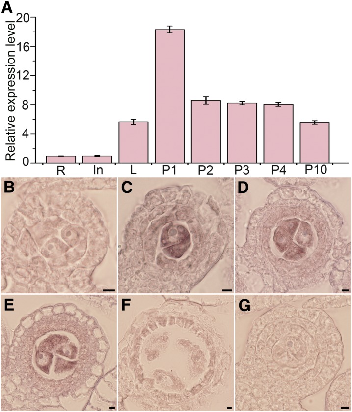 Figure 5.