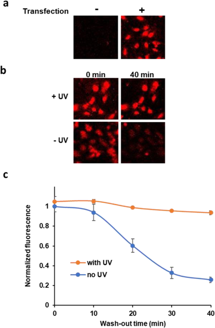 Figure 5.