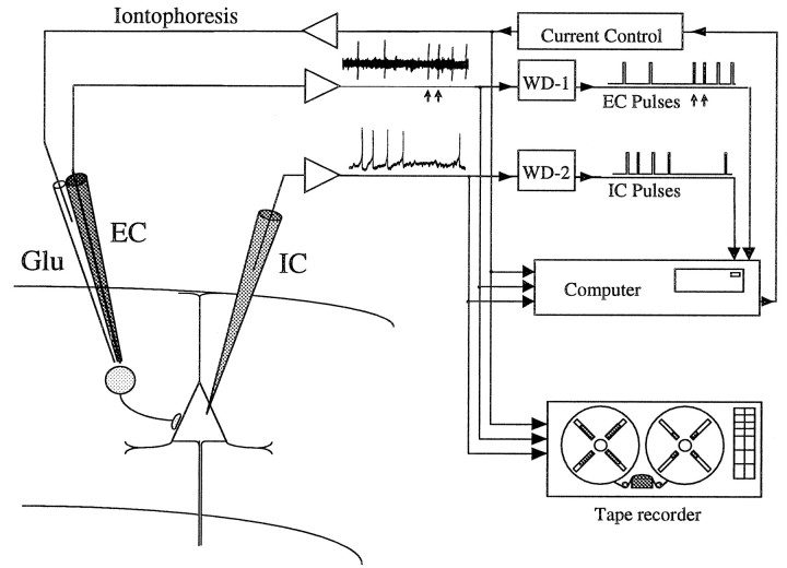 Fig. 1.