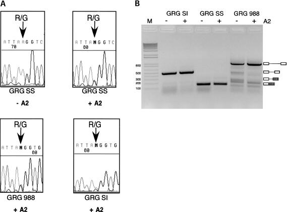 FIGURE 4.