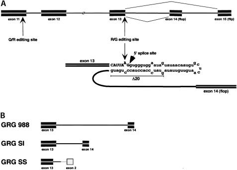 FIGURE 1.