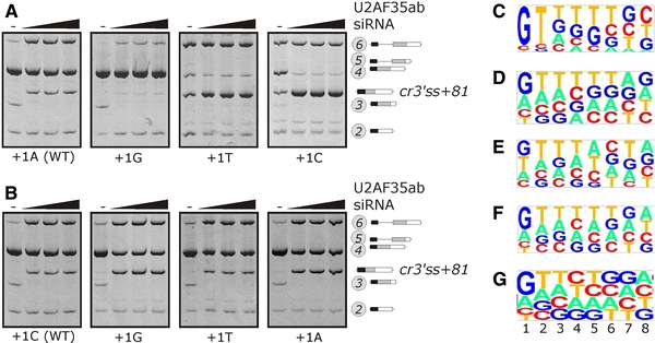 Fig. 6