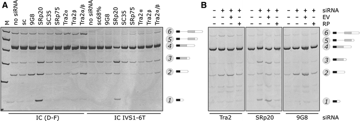 Fig. 7