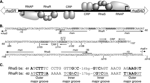 FIG. 1.