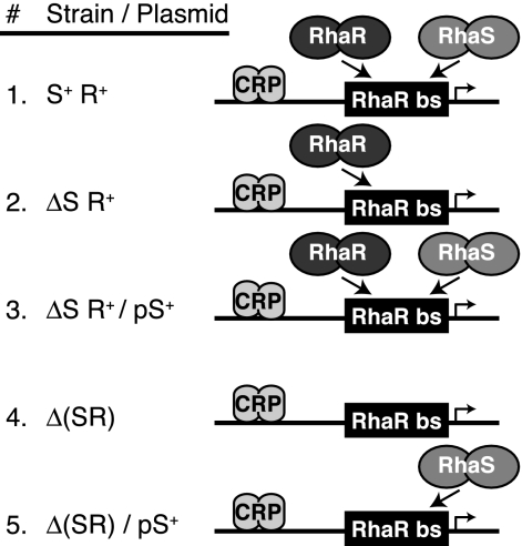 FIG. 2.