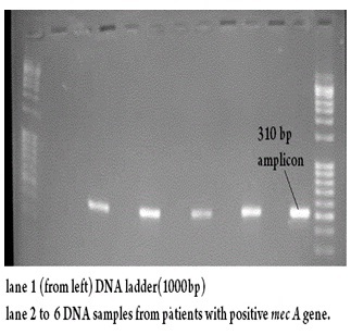 [Table/Fig-5]: