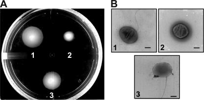 FIG. 2.