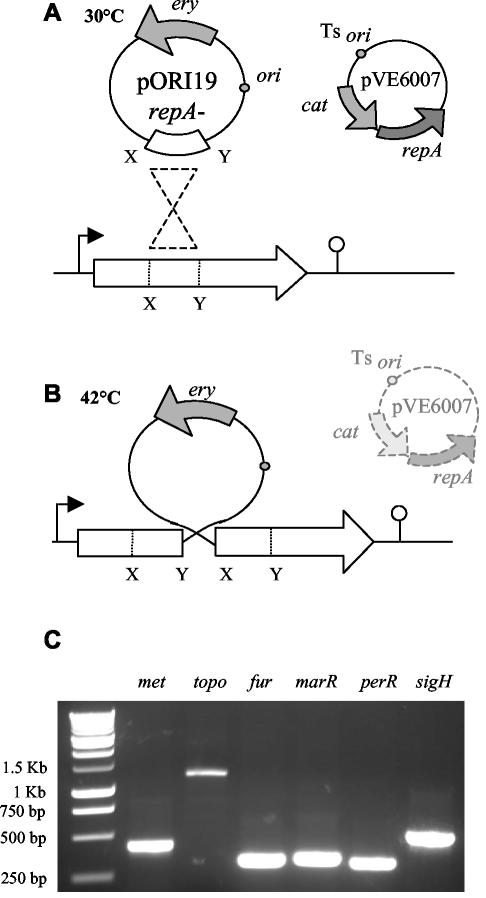 FIG. 1.