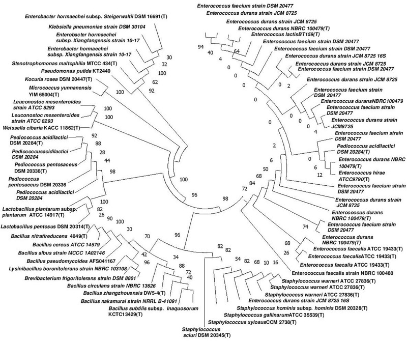 FIGURE 2