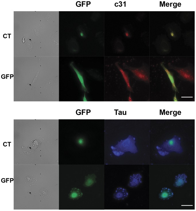 Figure 11