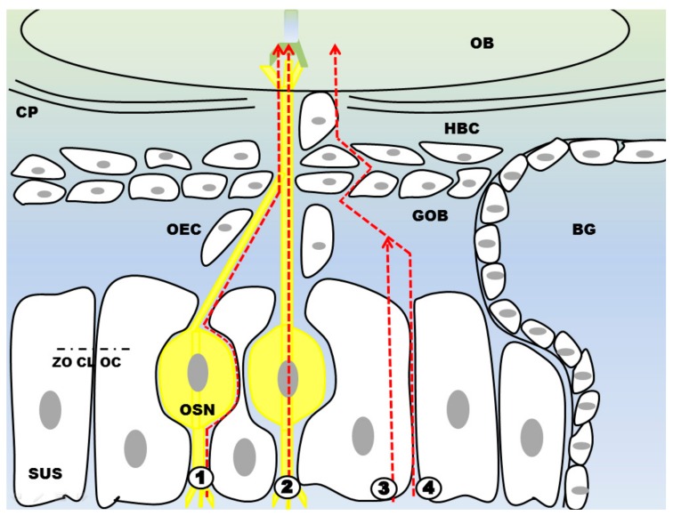 Figure 7