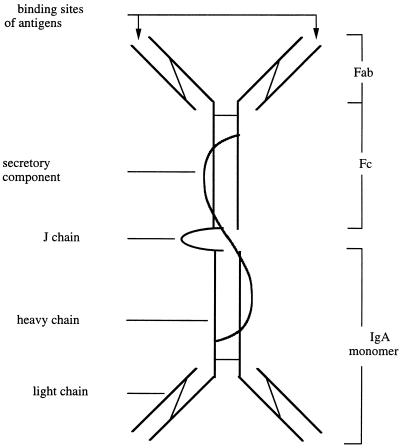 FIG. 1