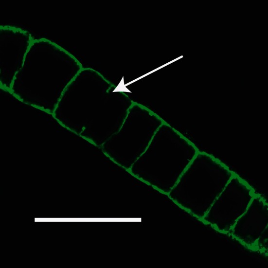 Fig. 2