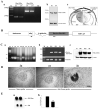 Fig.1