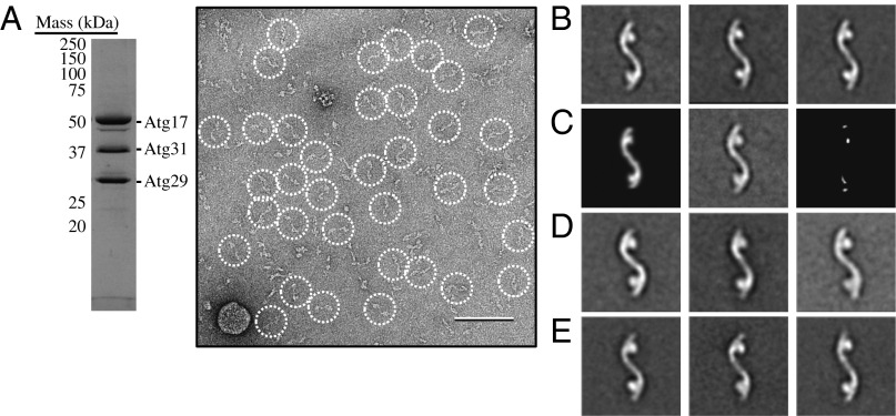 Fig. 5.