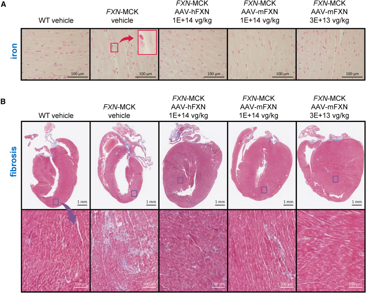 Figure 5