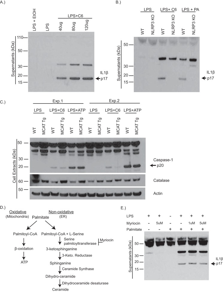 FIGURE 1.