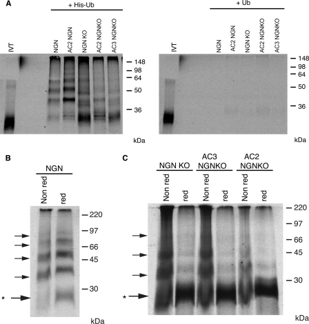 FIGURE 4.