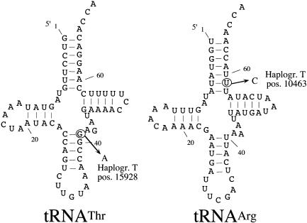 Figure  6