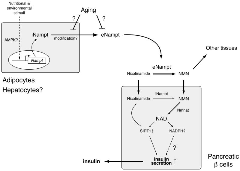 Fig. (2)