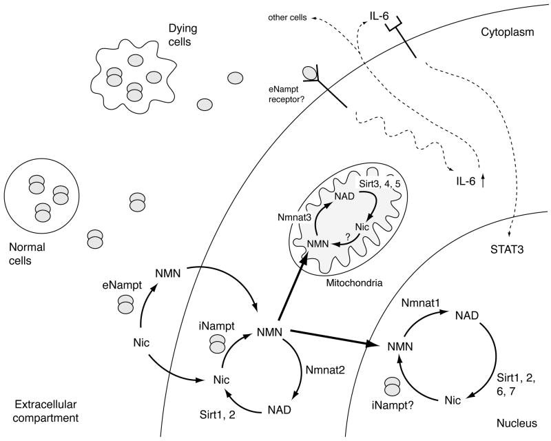 Fig. (3)