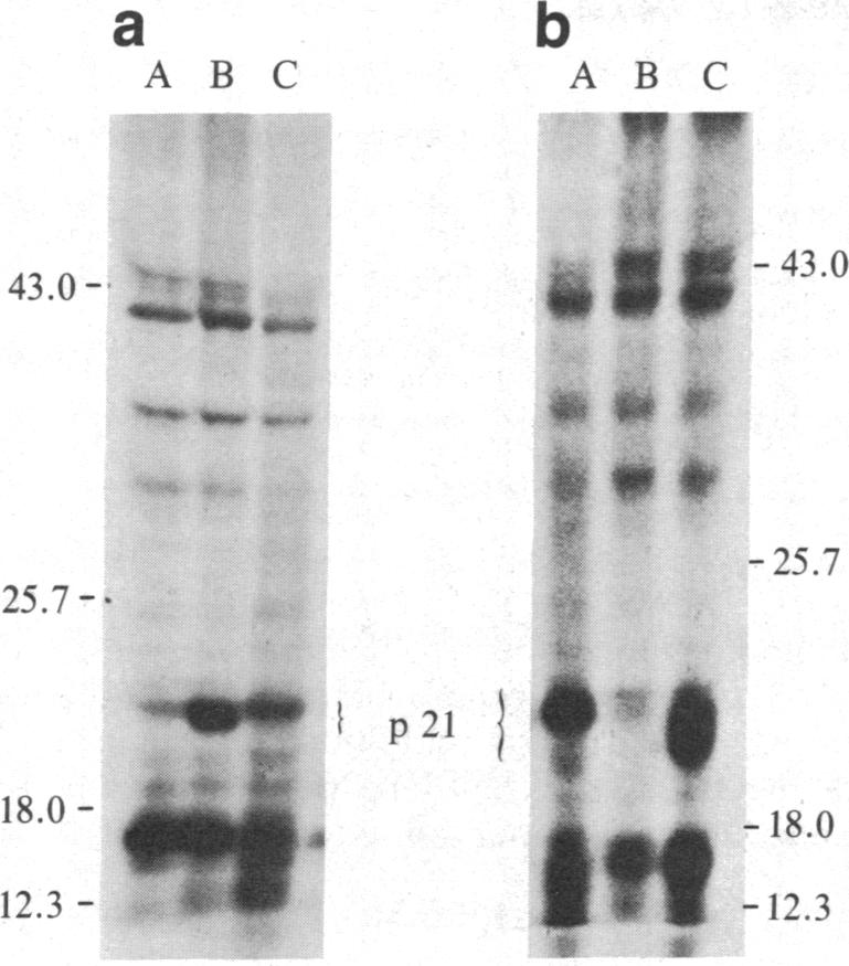 graphic file with name pnas00602-0219-a.jpg